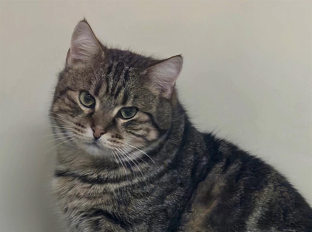 Animal à l'adoption
