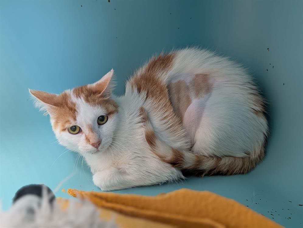 Animal à l'adoption