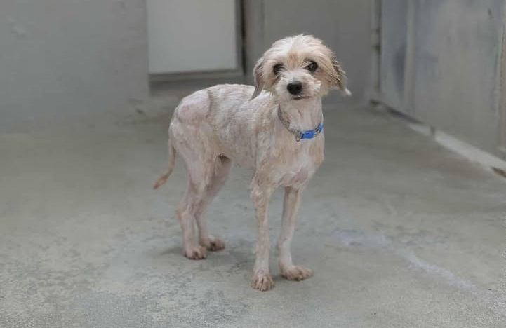 Animal à l'adoption