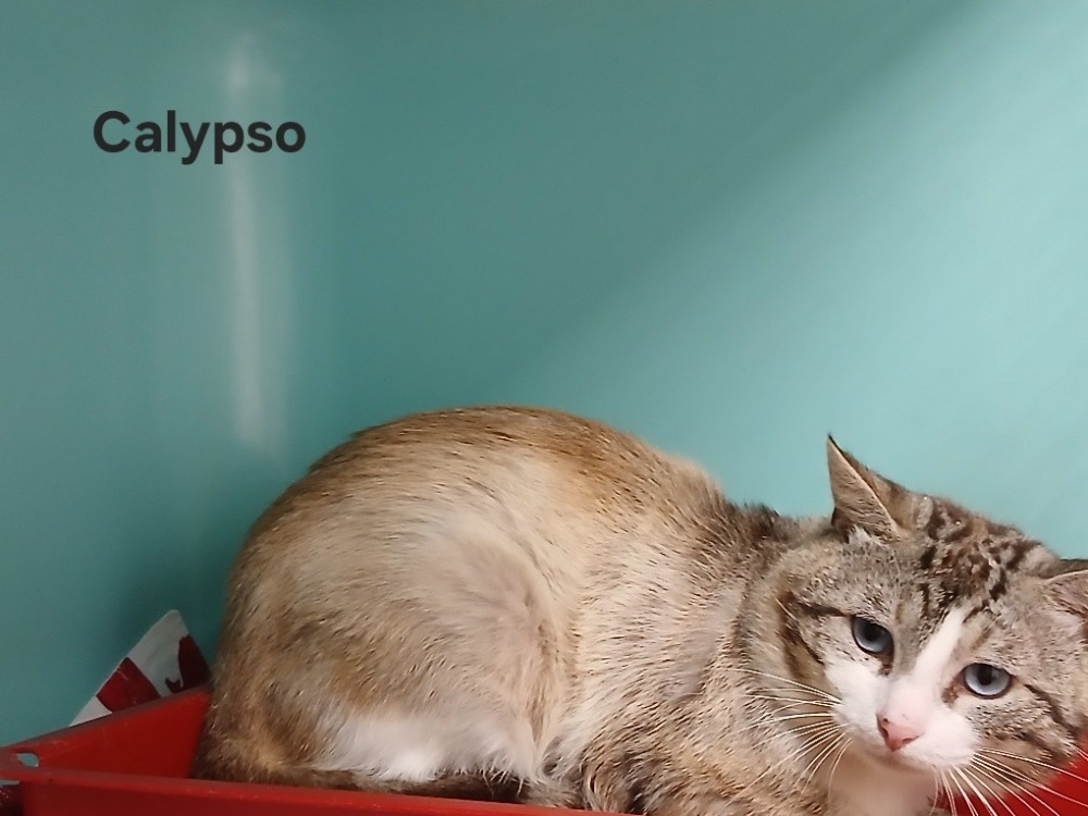 Calypso
