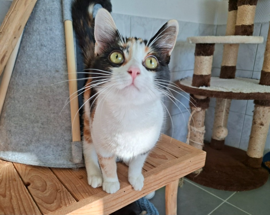 Animal à l'adoption