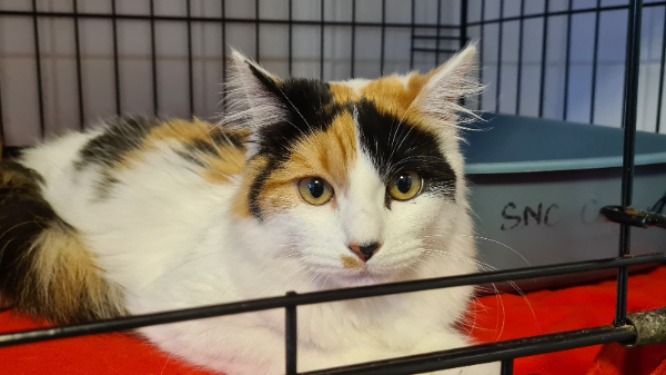 Animal à l'adoption