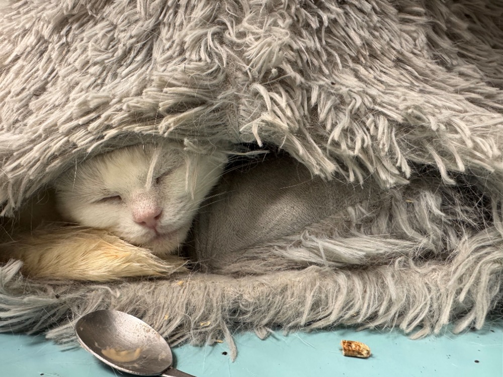 Animal à l'adoption