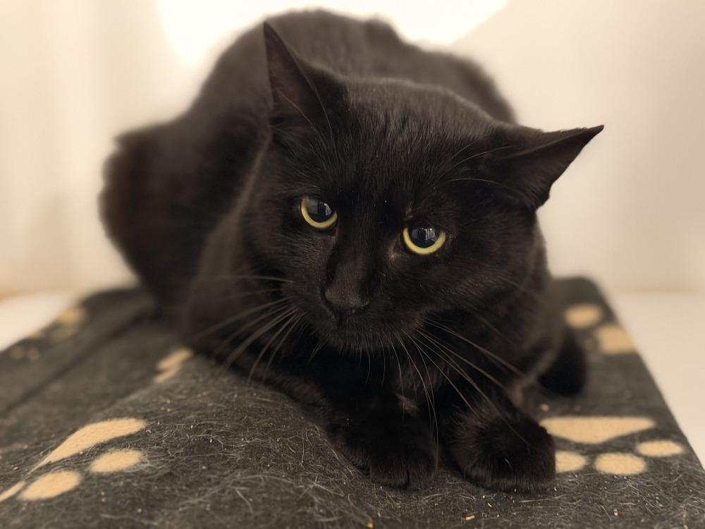 Animal à l'adoption