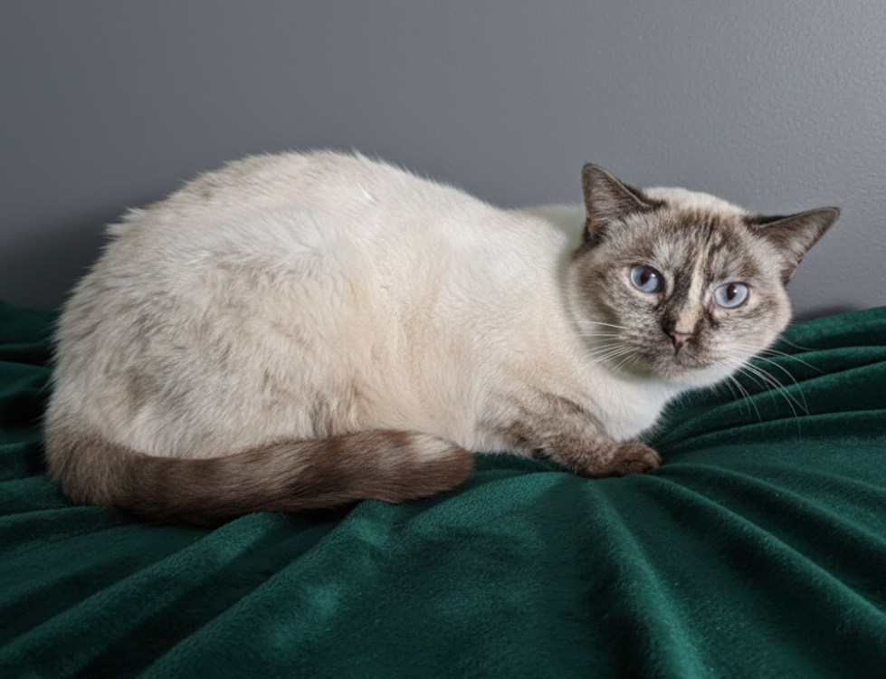 Animal à l'adoption