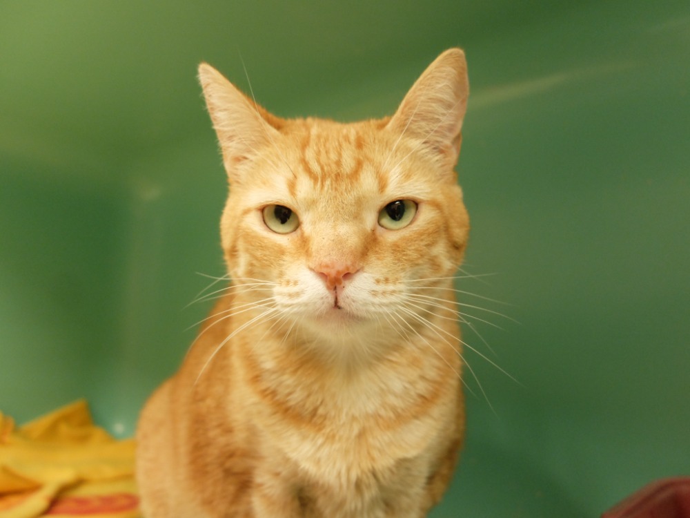 Animal à l'adoption