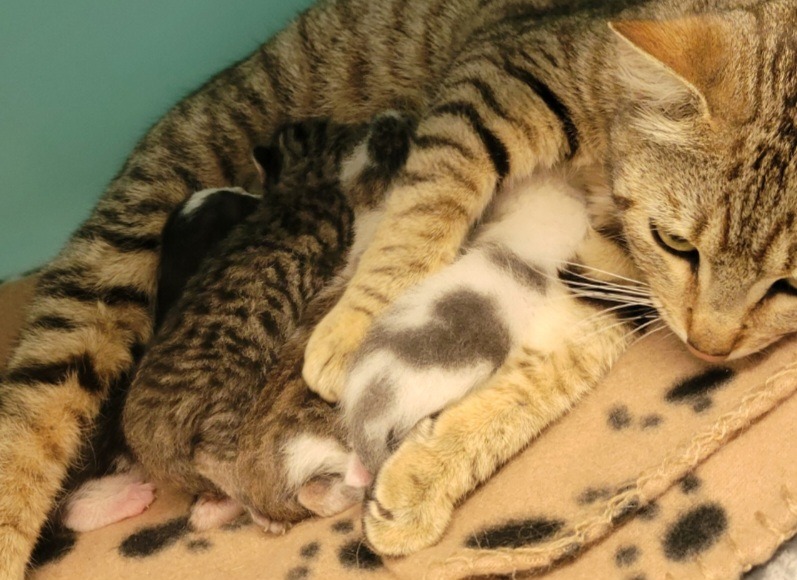 Animal à l'adoption