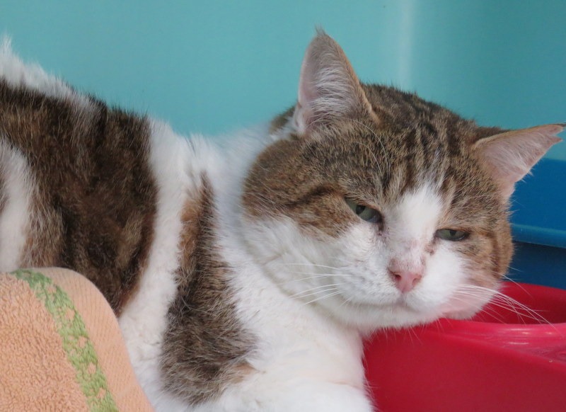 Animal à l'adoption