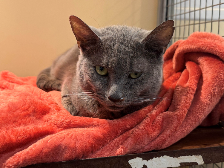Animal à l'adoption