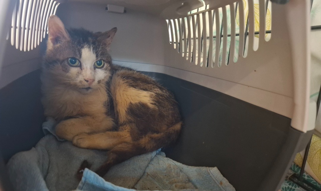 Animal à l'adoption