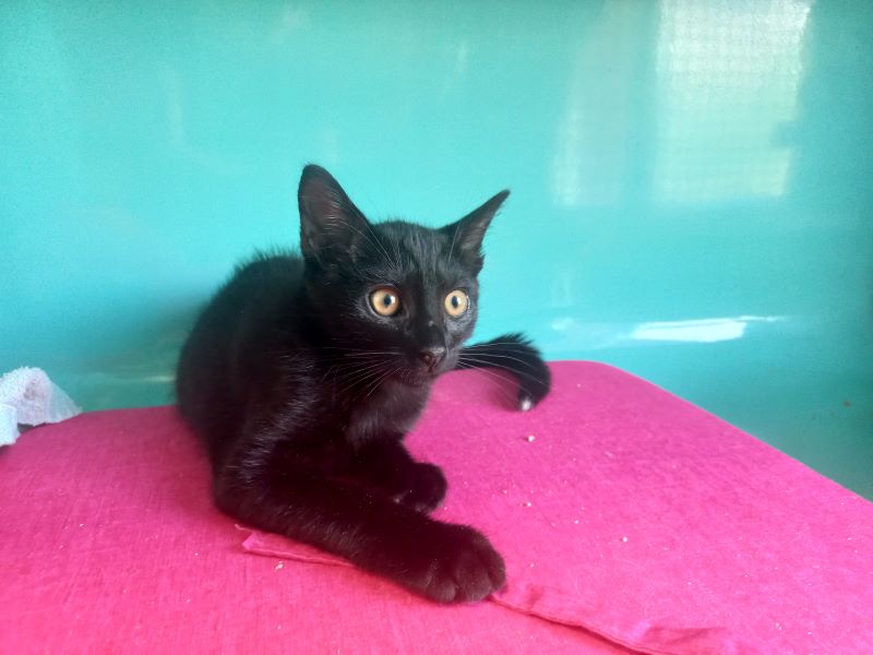 Animal à l'adoption