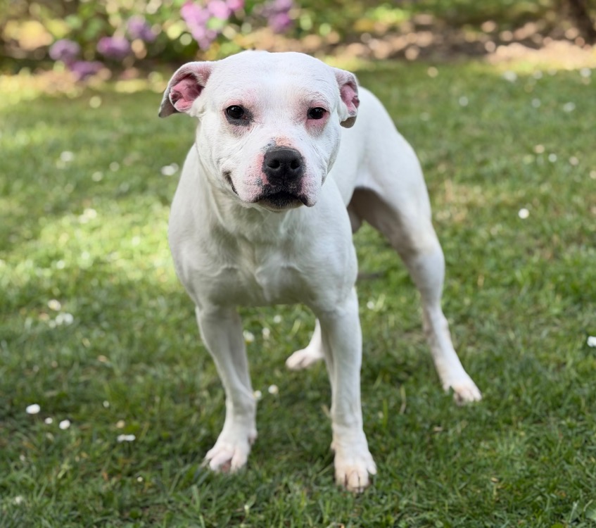Animal à l'adoption