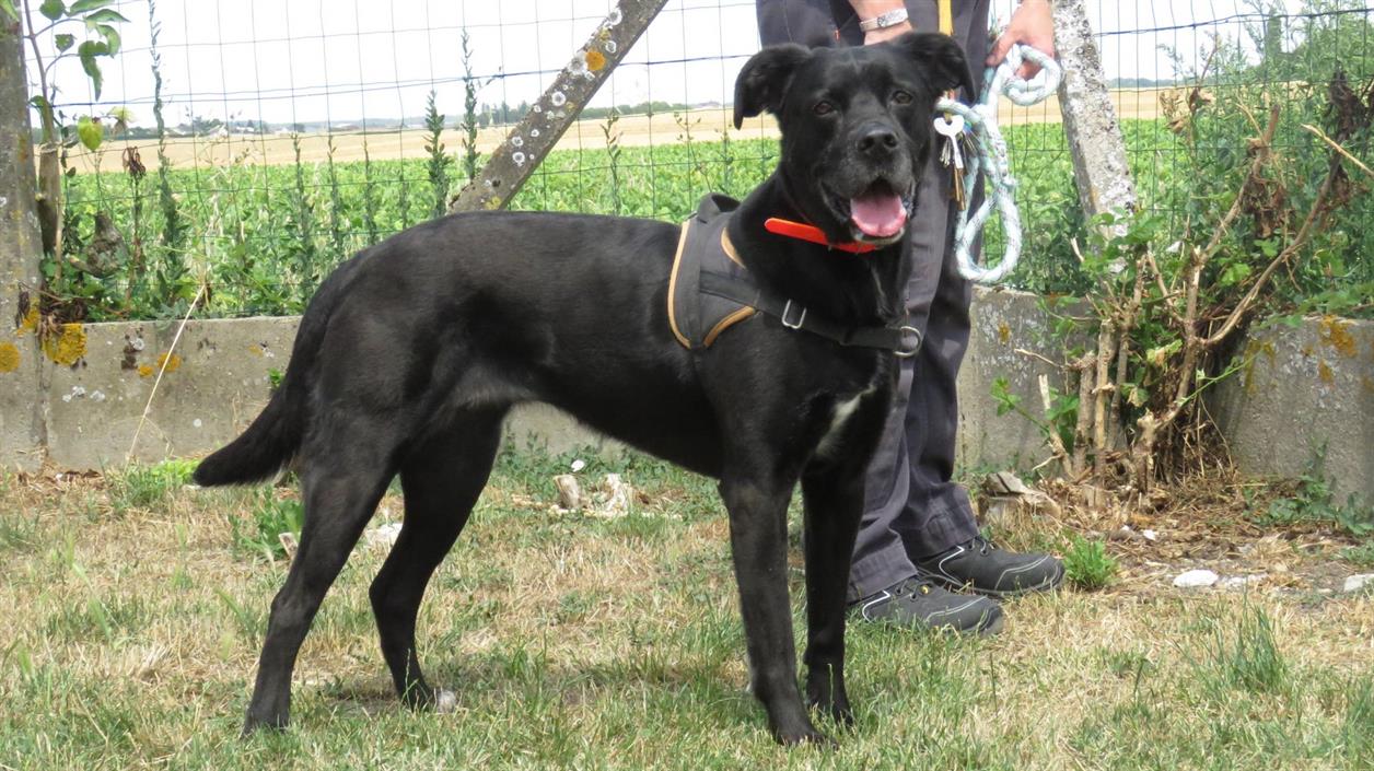 Animal à l'adoption