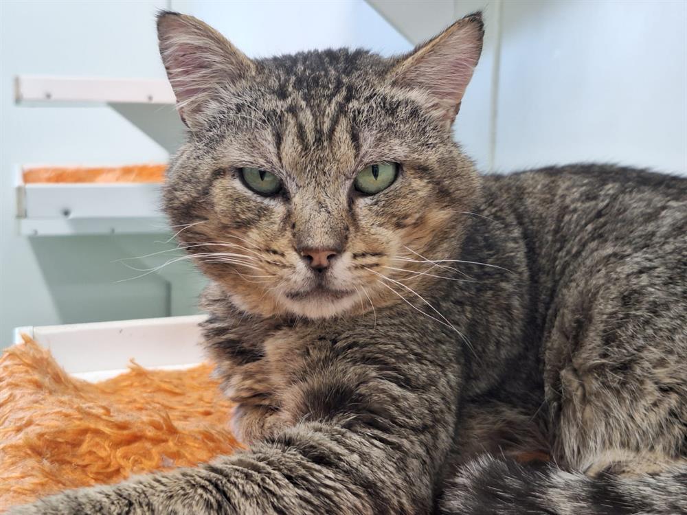 Animal à l'adoption