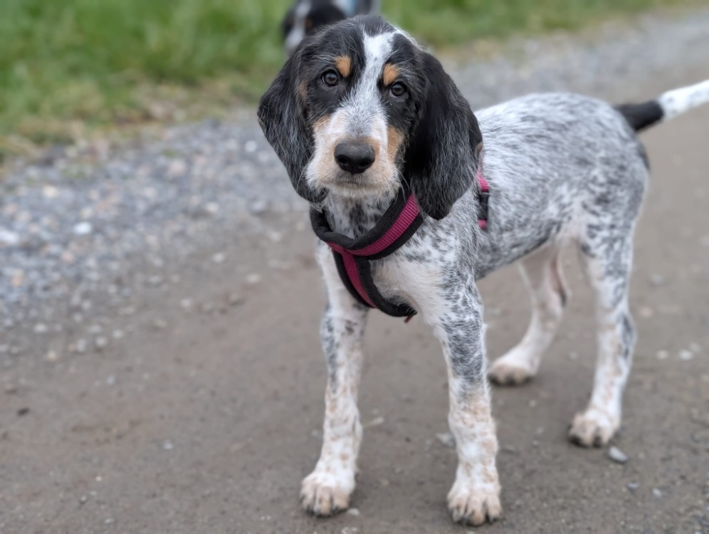Animal à l'adoption