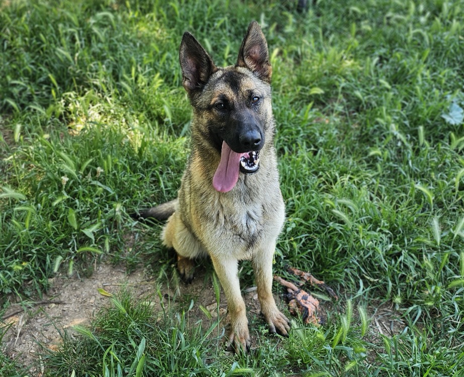 Chacha