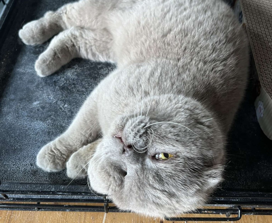 Animal à l'adoption