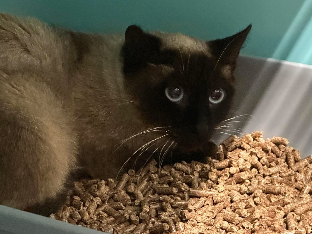 Animal à l'adoption