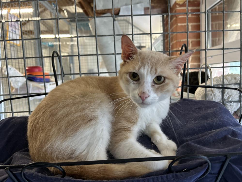 Animal à l'adoption