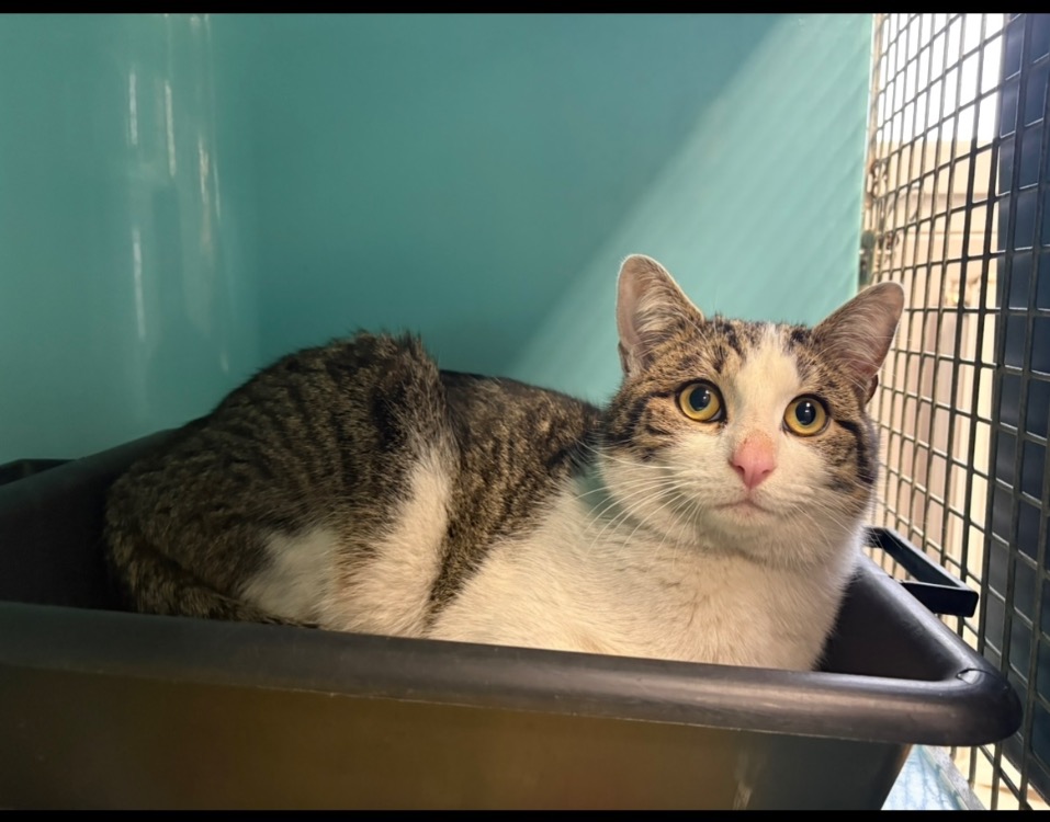 Animal à l'adoption