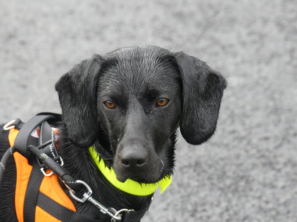 Animal à l'adoption