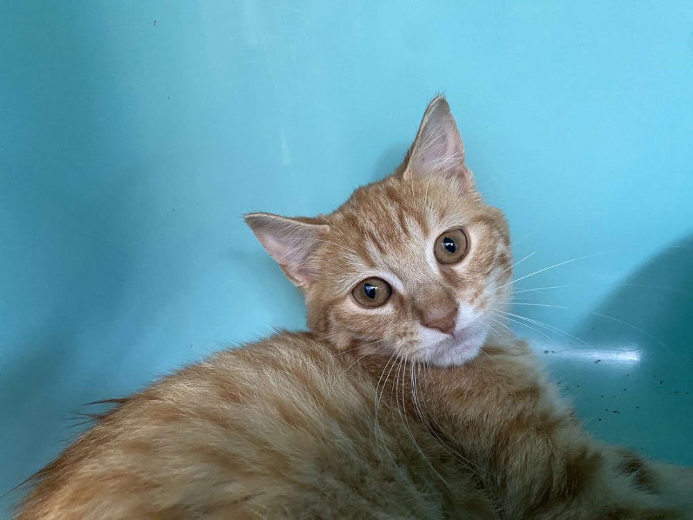 Animal à l'adoption