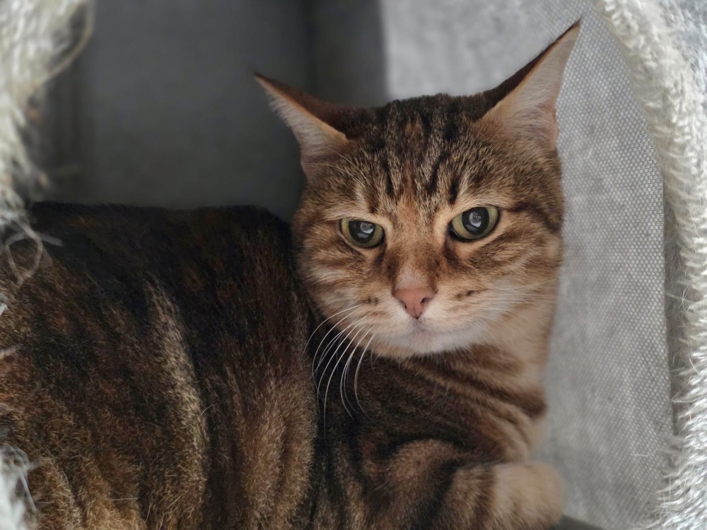 Animal à l'adoption