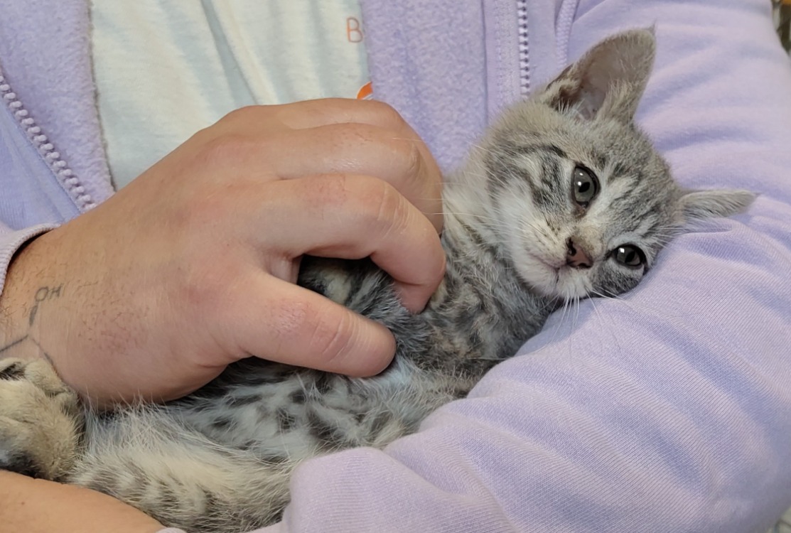 Animal à l'adoption