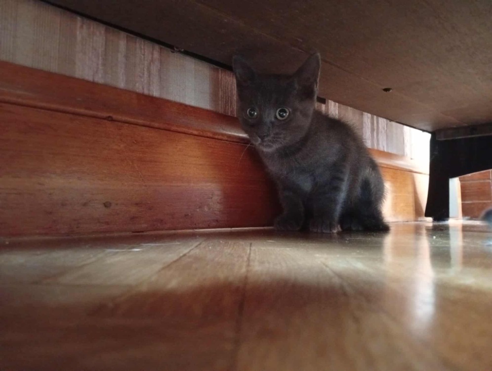 Animal à l'adoption