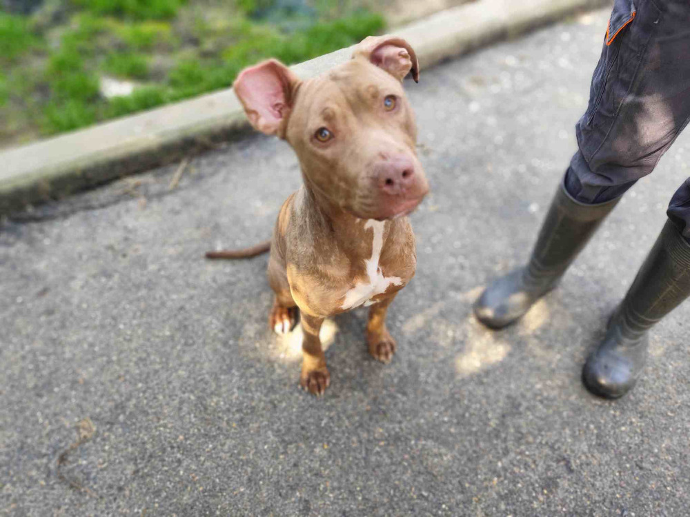 Animal à l'adoption
