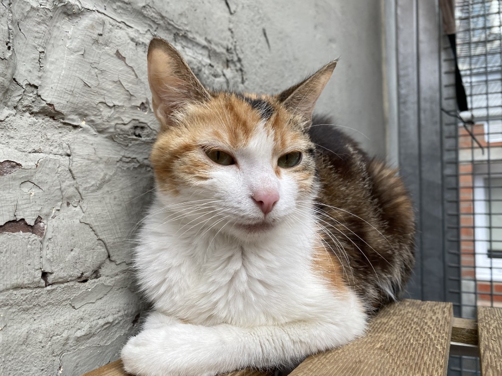 Animal à l'adoption