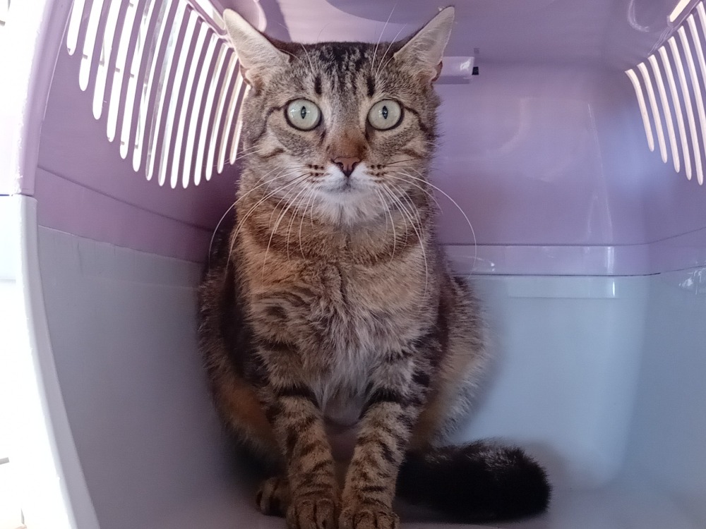 Animal à l'adoption