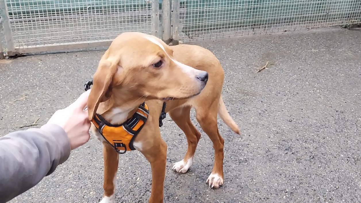 Animal à l'adoption