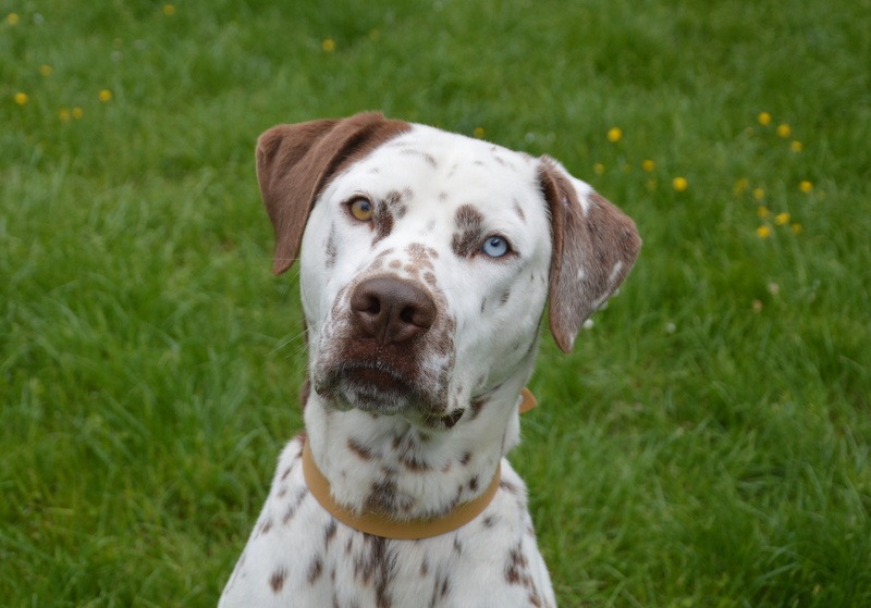 Animal à l'adoption