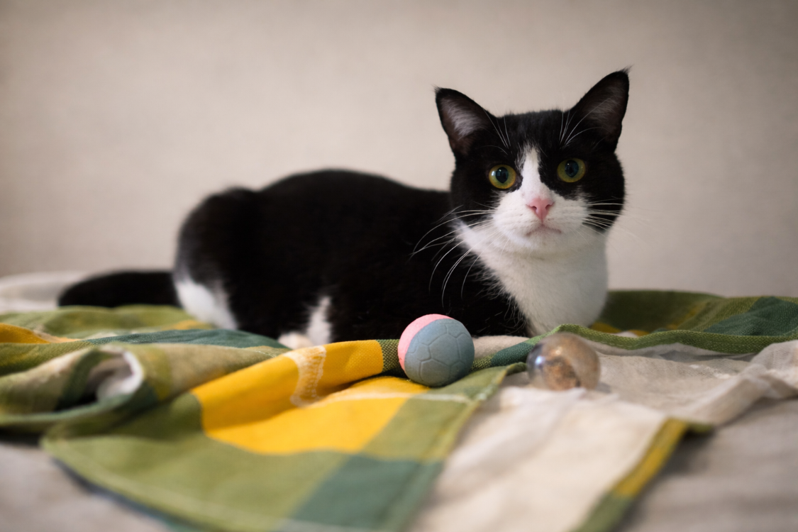 Animal à l'adoption