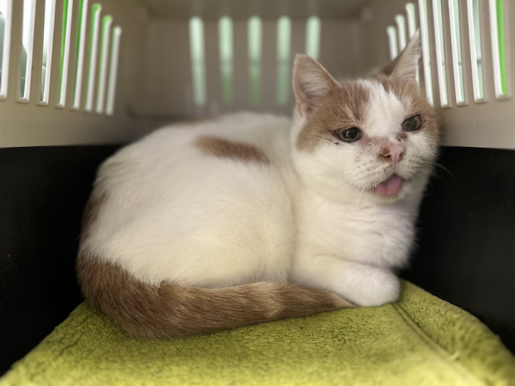 Animal à l'adoption