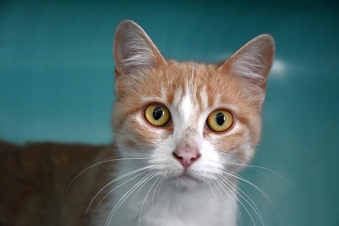 Animal à l'adoption