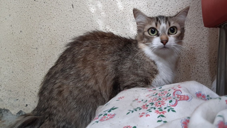 Ciboulette