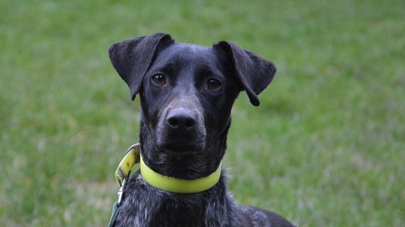 Animal à l'adoption