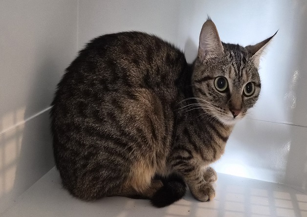 Animal à l'adoption