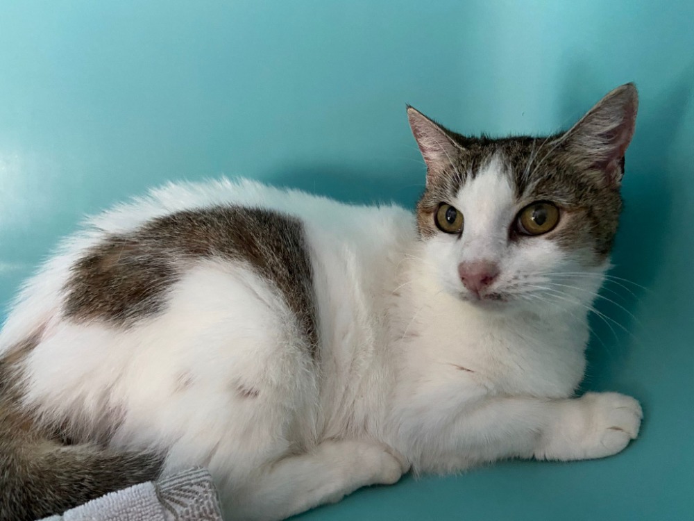 Animal à l'adoption
