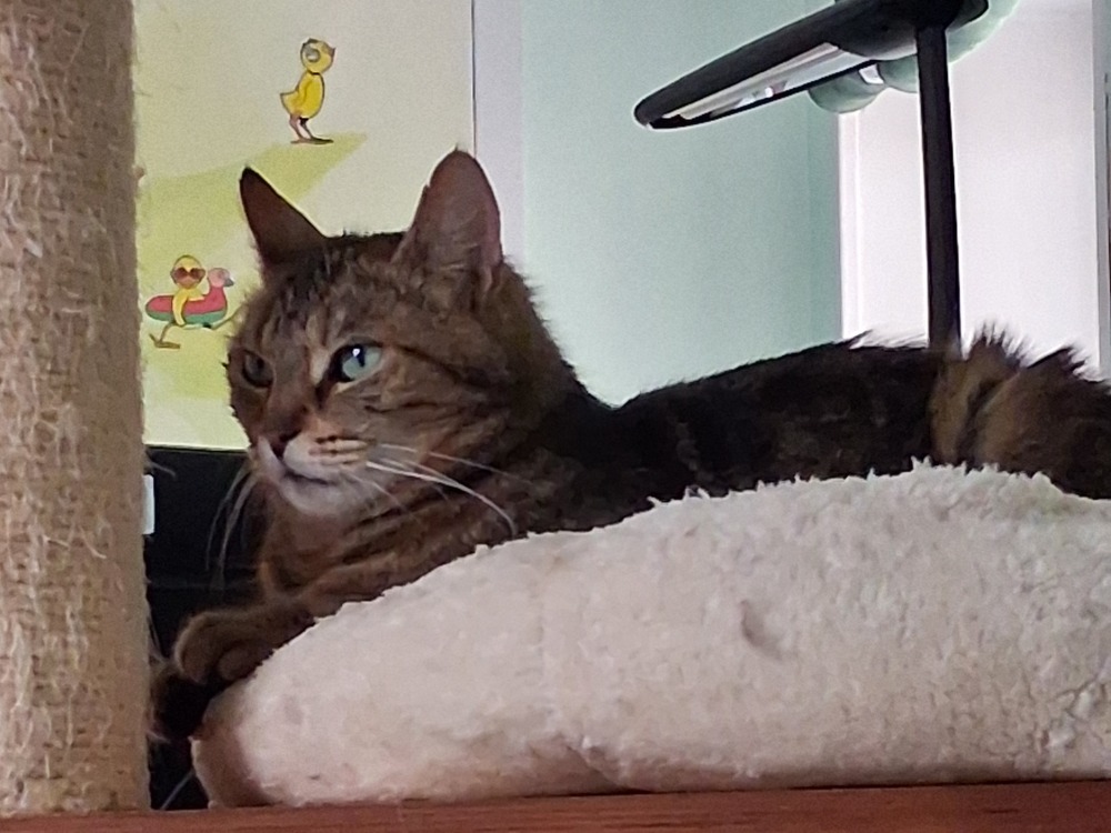 Photo de Clochette