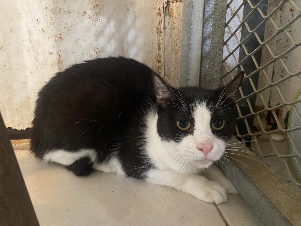 Animal à l'adoption