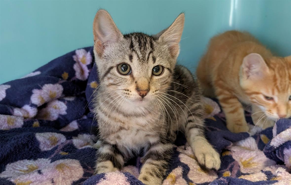 Animal à l'adoption