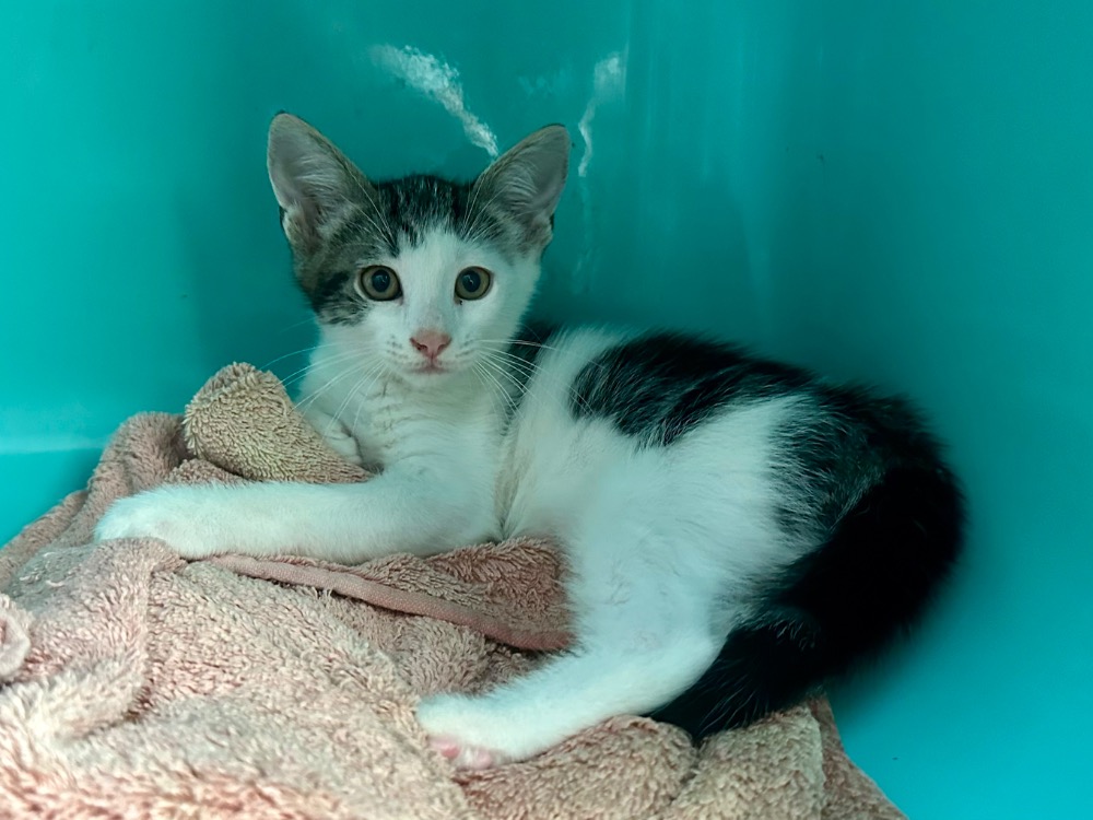 Animal à l'adoption