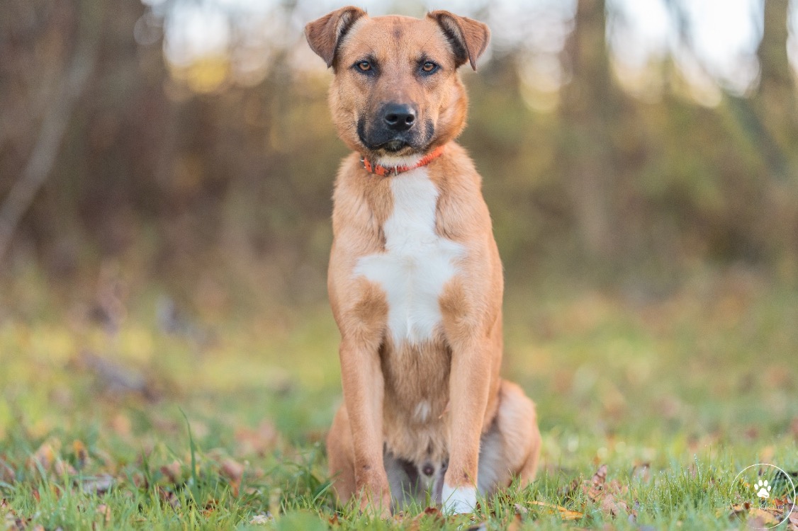 Animal à l'adoption