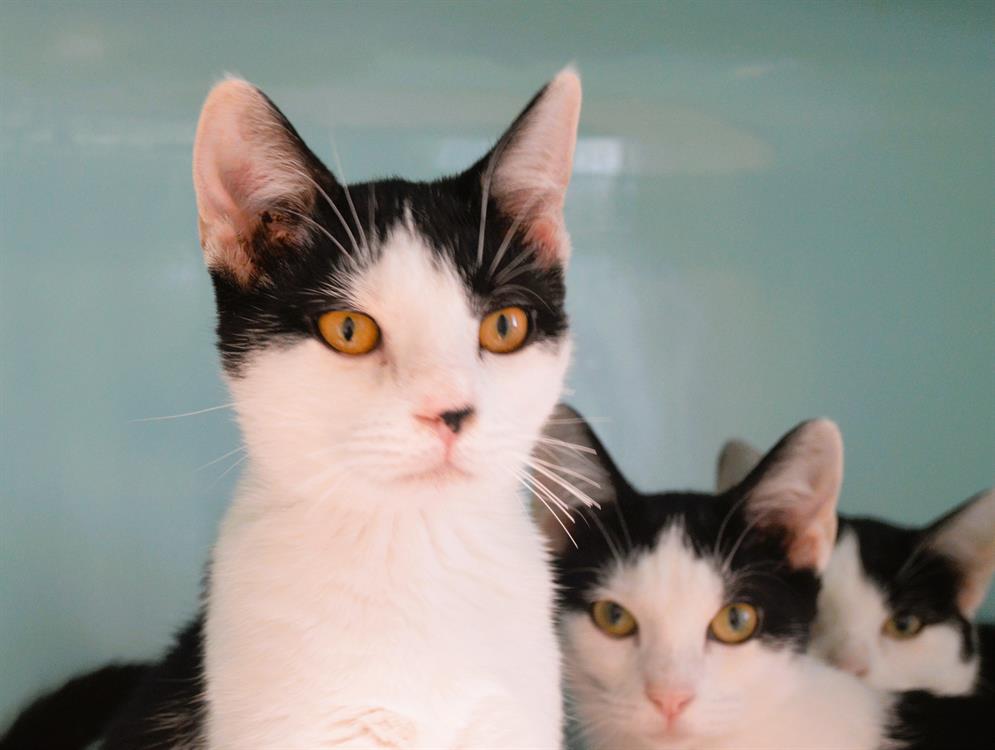 Animal à l'adoption