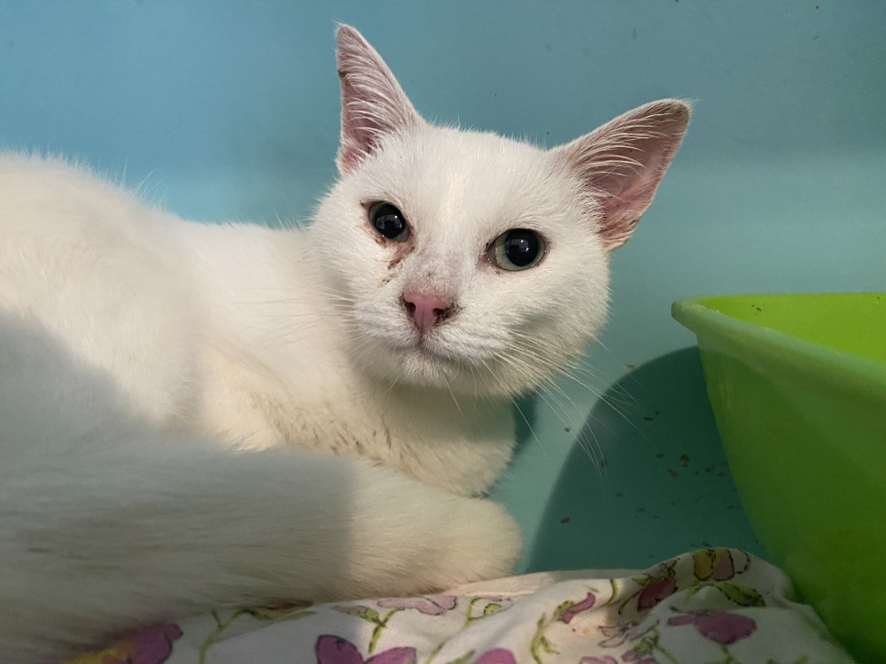 Animal à l'adoption