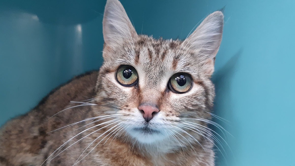Animal à l'adoption