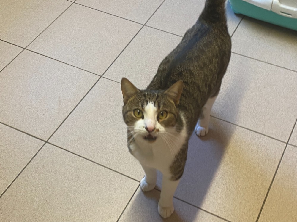 Animal à l'adoption